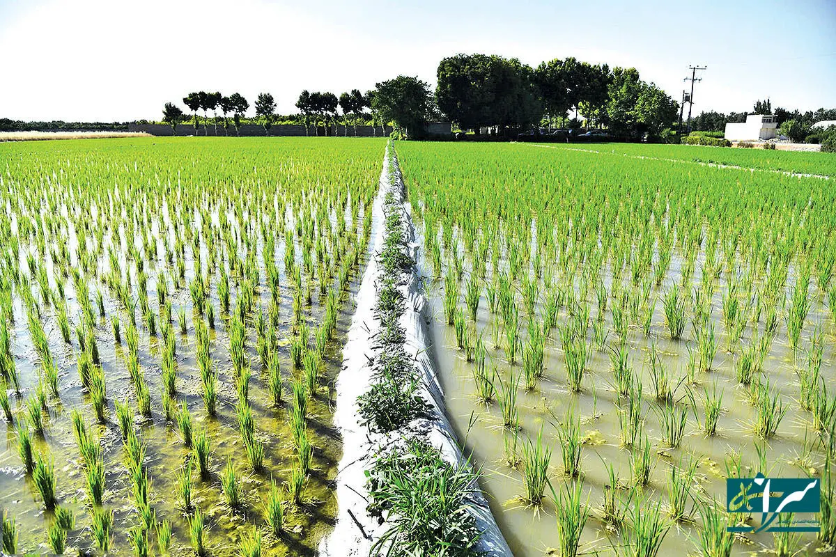 کاشت از ایران؛ زمین از سیرالئون!