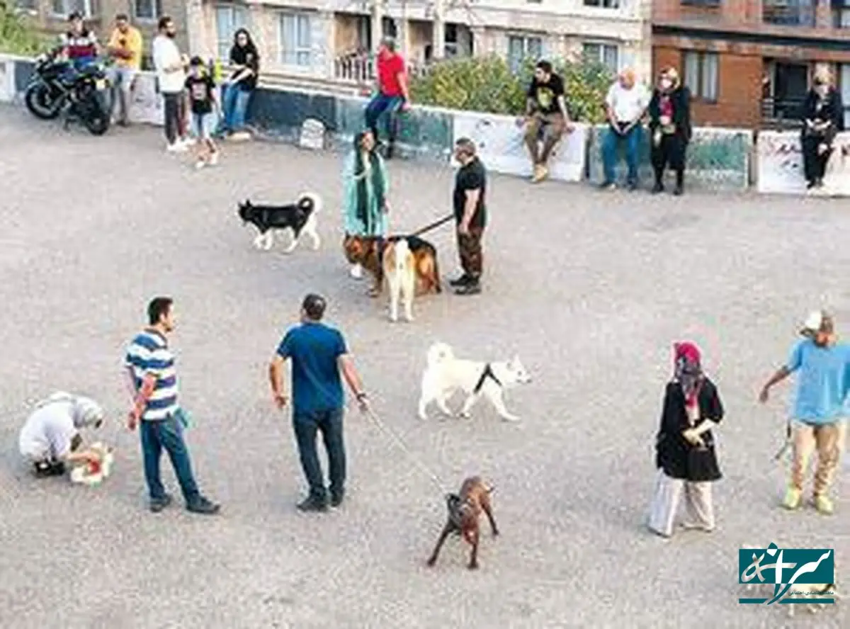 شغلی تازه که در بالاشهر تهران مُد شده است