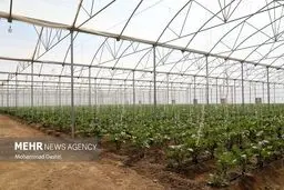 تهران، پایتخت "گلخانه‌ای" ایران؛ رقابت نفس‌گیر استان‌ها برای سبقت گرفتن از صدرنشین