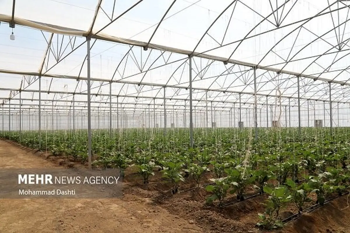 تهران، پایتخت "گلخانه‌ای" ایران؛ رقابت نفس‌گیر استان‌ها برای سبقت گرفتن از صدرنشین