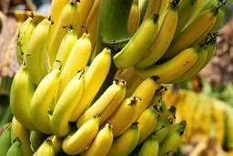 **واردات موز همچنان ادامه دارد! وزارت کشاورزی واردات محصولات را تکذیب کرد**