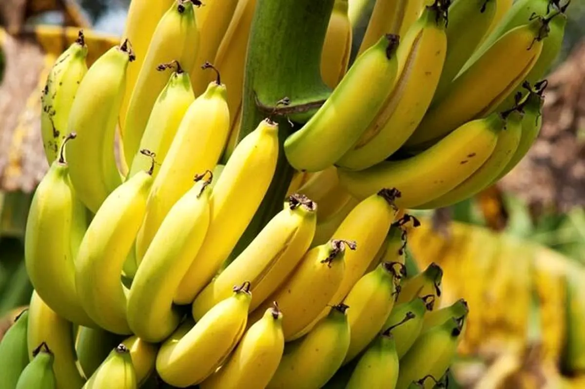 **واردات موز همچنان ادامه دارد! وزارت کشاورزی واردات محصولات را تکذیب کرد**