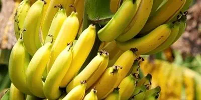 کیوی ایران بازارهای هند و اوراسیا را تسخیر کرد: شوک اقتصادی به رقبای جهانی