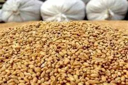 **فاجعه در راه است: 75 درصد کارخانجات خوراک دام تعطیل می‌شوند! دلیل شوکه‌کننده چیست؟**