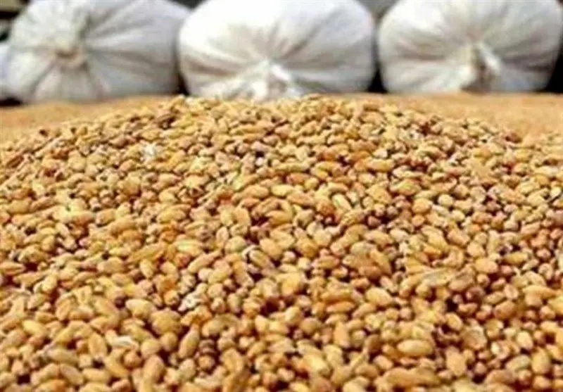 **فاجعه در راه است: 75 درصد کارخانجات خوراک دام تعطیل می‌شوند! دلیل شوکه‌کننده چیست؟**