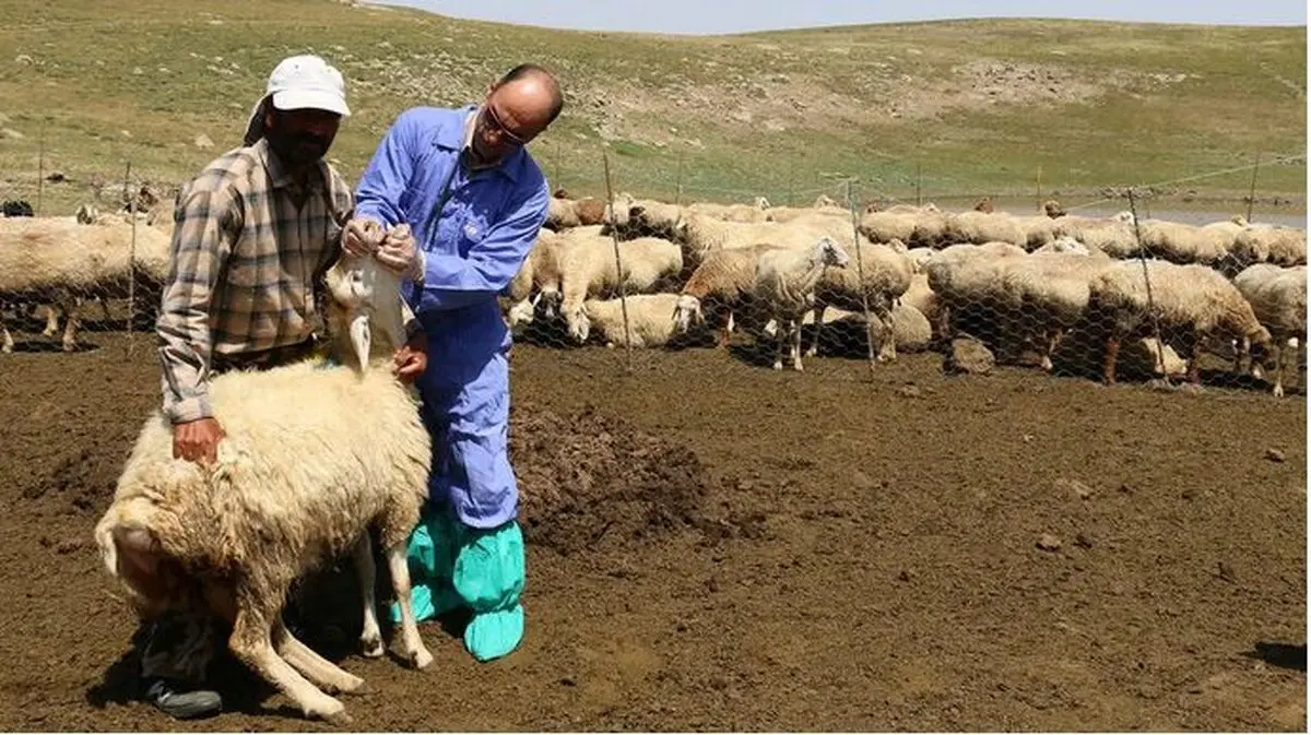 آخرین وضعیت تب برفکی در کشور