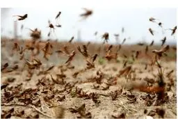 احتمال حمله ملخ صحرایی به کشور