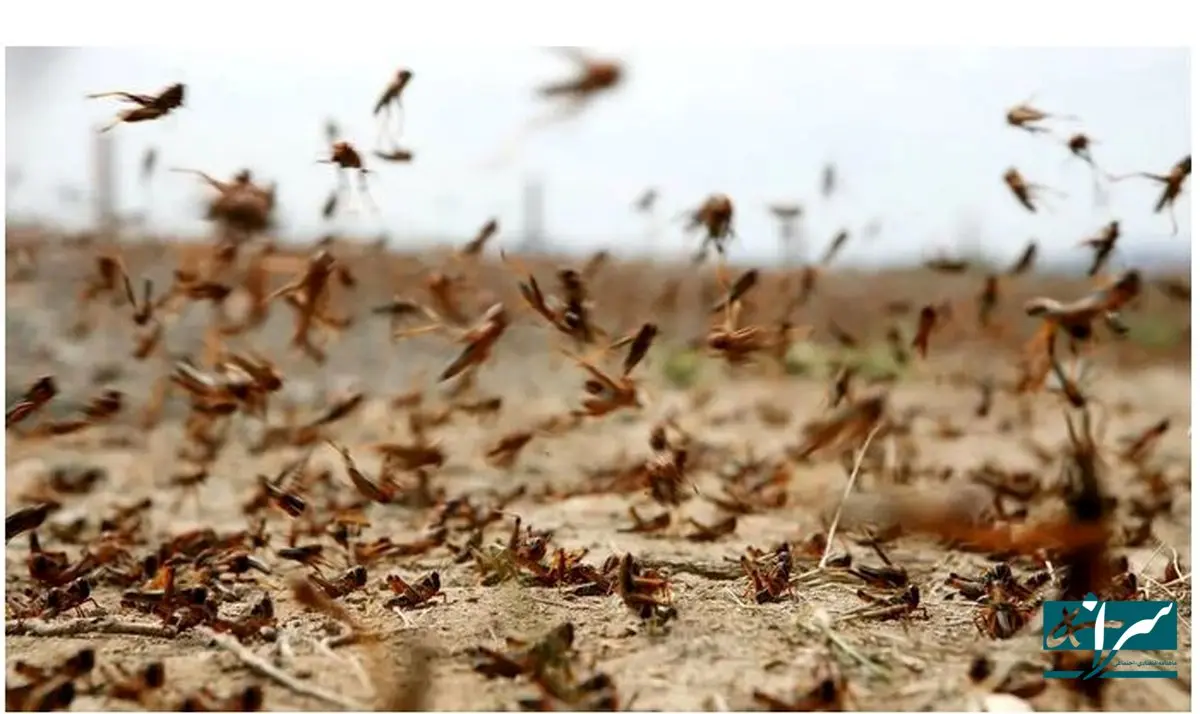 احتمال حمله ملخ صحرایی به کشور