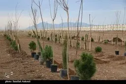 یک میلیارد درخت با پساب؛ فاجعه زیست‌محیطی در راه است؟