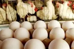 مرغ‌ها اعتصاب کردند؟ تخم‌مرغ با پرواز از سفره‌ها خارج شد! 