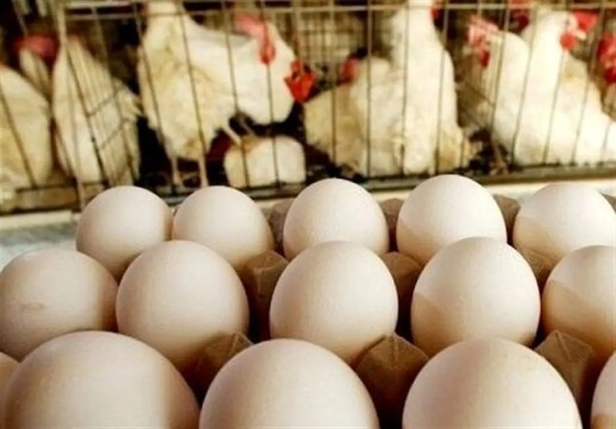 مرغ‌ها اعتصاب کردند؟ تخم‌مرغ با پرواز از سفره‌ها خارج شد! 