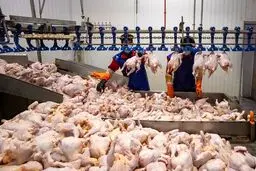 مرغ از سفره ایرانیان پر کشید؟ قیمت باورنکردنی در ۷ آبان!
