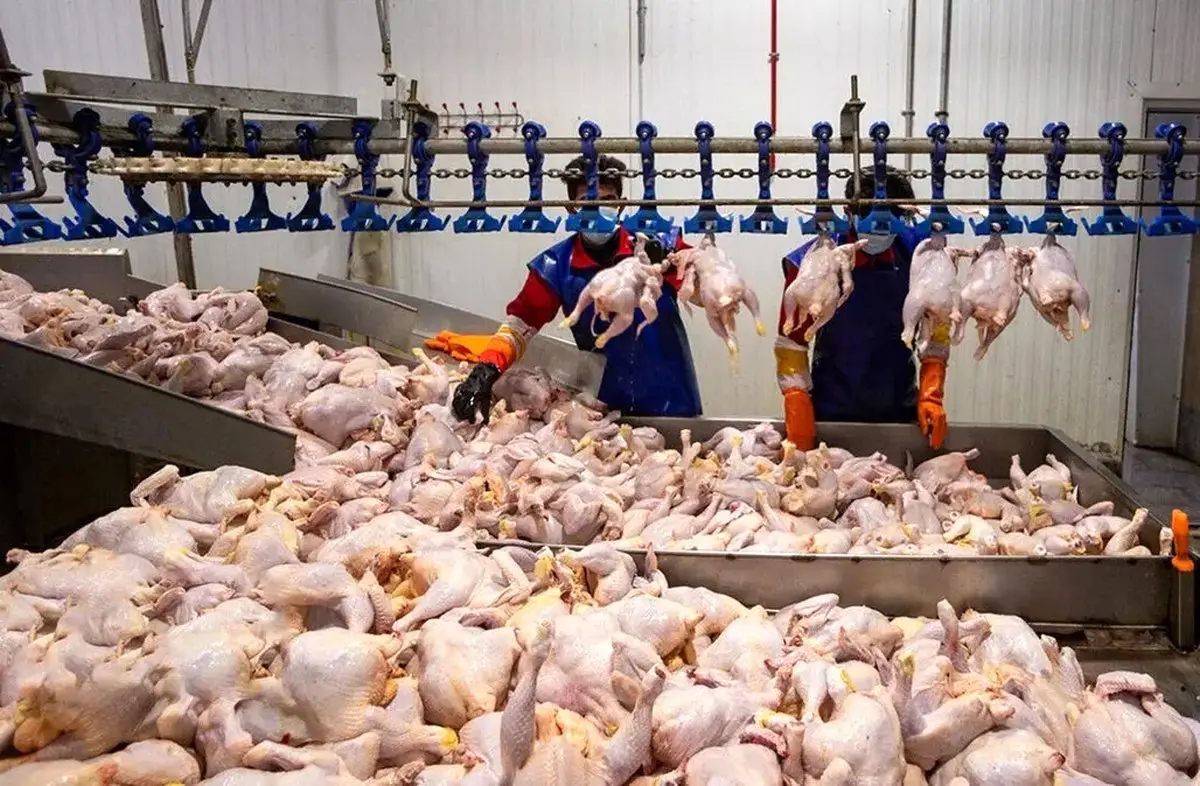 مرغ از سفره ایرانیان پر کشید؟ قیمت باورنکردنی در ۷ آبان!
