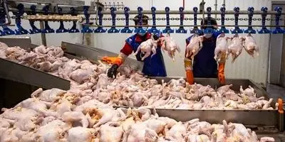 مرغ امروز ۱۰ آبان ۱۴۰۴: شوک قیمتی بازار را منفجر کرد!