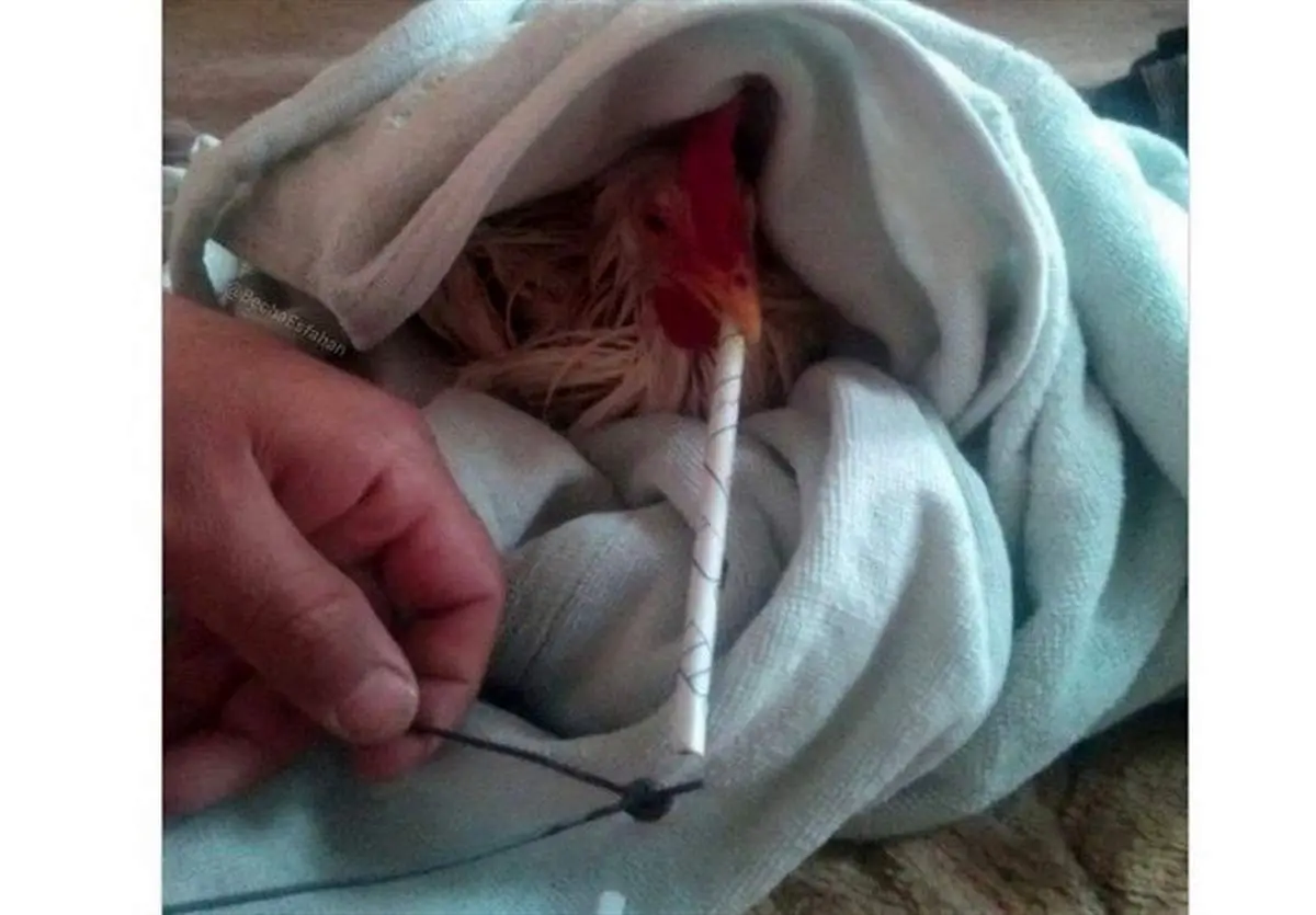 مرغداران گوشتی غوغا کردند: ادعای «مرغ تریاکی» دروغ است!