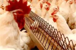 فاجعه در راه مرغداری‌ها؛ نهاده‌ها گم شدند؟