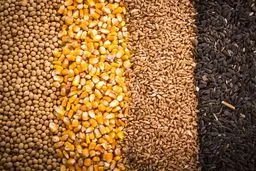 فاجعه در راه است؟ ستاد تنظیم بازار مجوز واردات ۵.۵ میلیون تن نهاده دامی را صادر کرد!