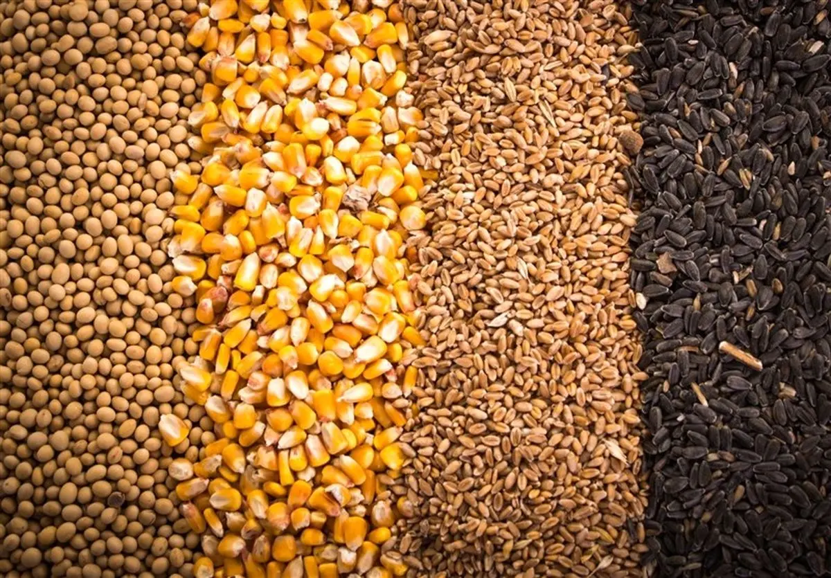 فاجعه در راه است؟ ستاد تنظیم بازار مجوز واردات ۵.۵ میلیون تن نهاده دامی را صادر کرد!