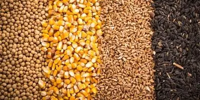 بازارگاه در آستانه فروپاشی: اقدامات ضد بحران ناکام ماند