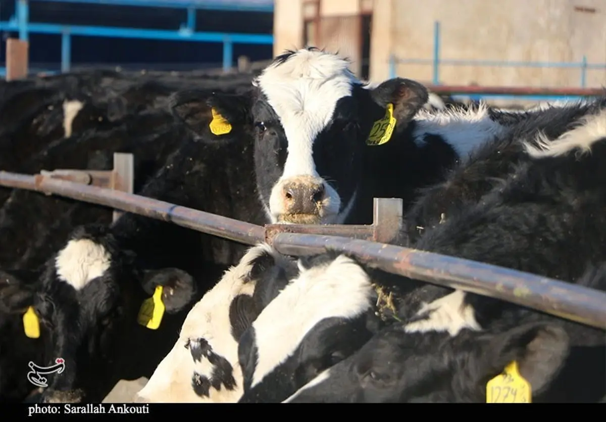 خطر بیخ گوش تهرانی ها: ۱۰ درصد شیر پایتخت در آستانه نابودی!