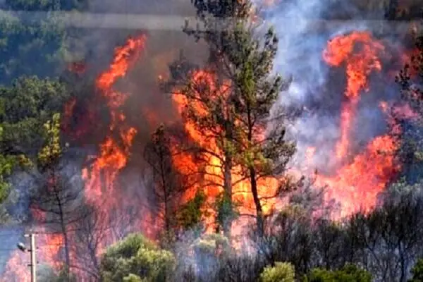 آتش‌سوزی یک درخت؟ مسئولان پاسخگو باشند!