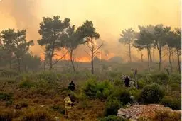 الیت عمدا به آتش کشیده شد + جزئیات