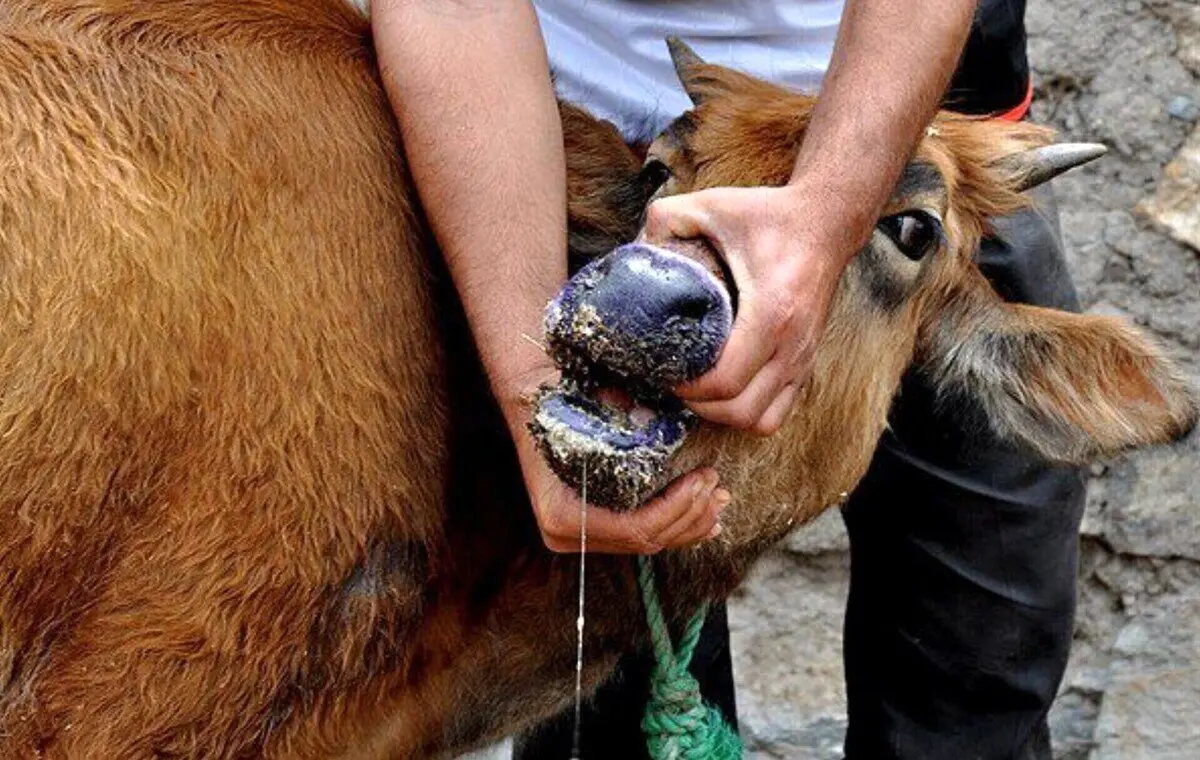 فاجعه تب برفکی: آیا آمار ۲ درصدی خسارت، پنهان‌کاری بزرگ است؟