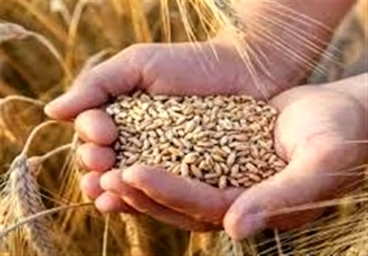 شوک جدید پس از جراحی ارزی: ۱۰۰ همت اعتبار برای گندم از جیب کیست؟