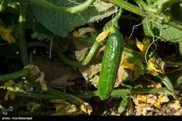 راز غول‌پیکر شدن خیارها فاش شد: چگونه فناوری هسته‌ای مزرعه شما را متحول می‌کند؟