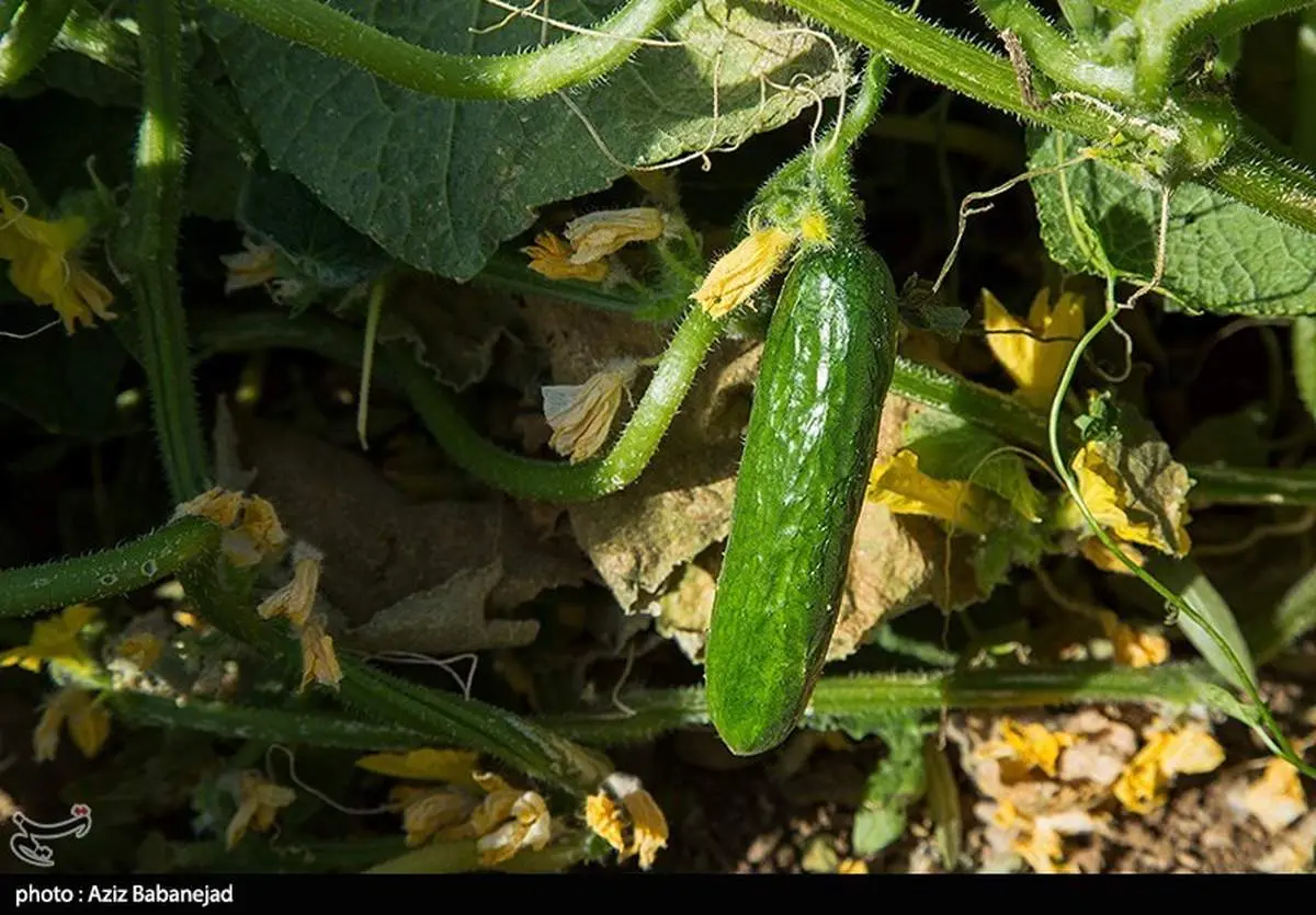 راز غول‌پیکر شدن خیارها فاش شد: چگونه فناوری هسته‌ای مزرعه شما را متحول می‌کند؟