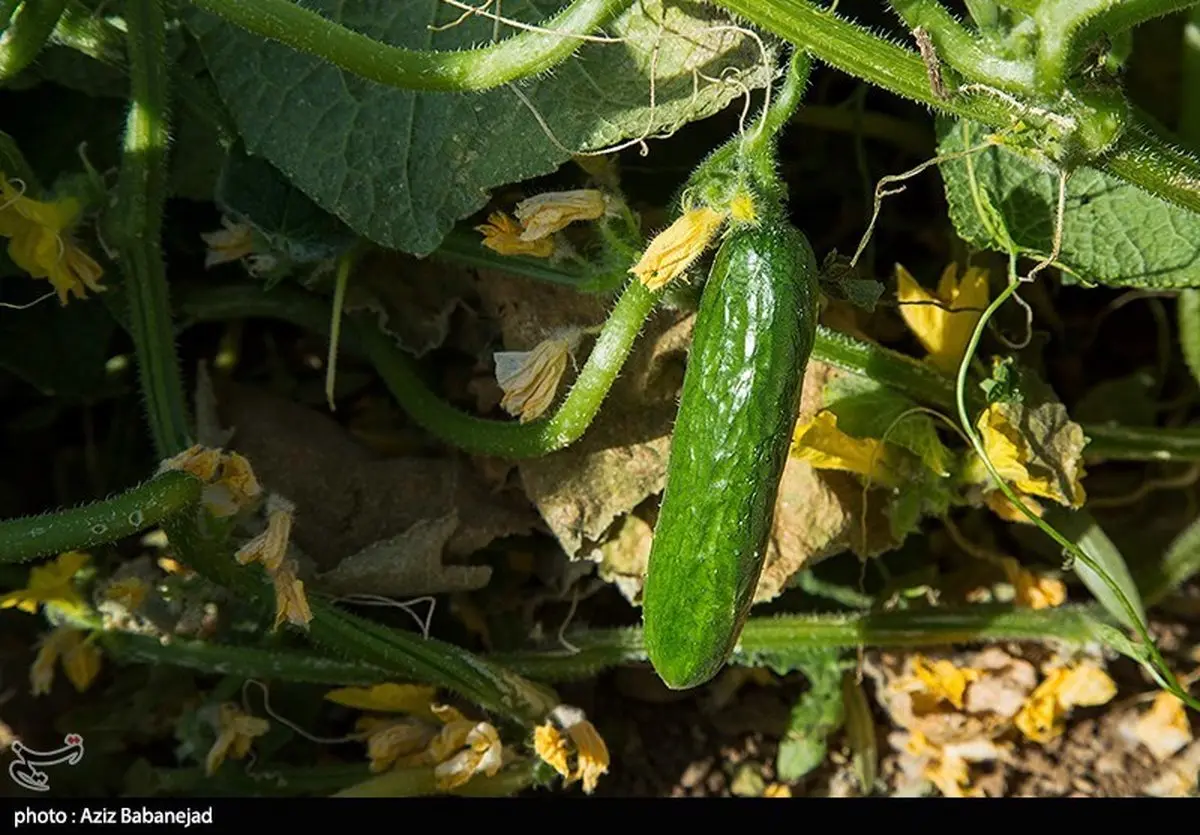 راز غول‌پیکر شدن خیارها فاش شد: چگونه فناوری هسته‌ای مزرعه شما را متحول می‌کند؟