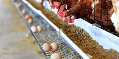 افشای قیمت‌های تکان‌دهنده امروز ۱۷ آبان: چه چیزی در راه است؟