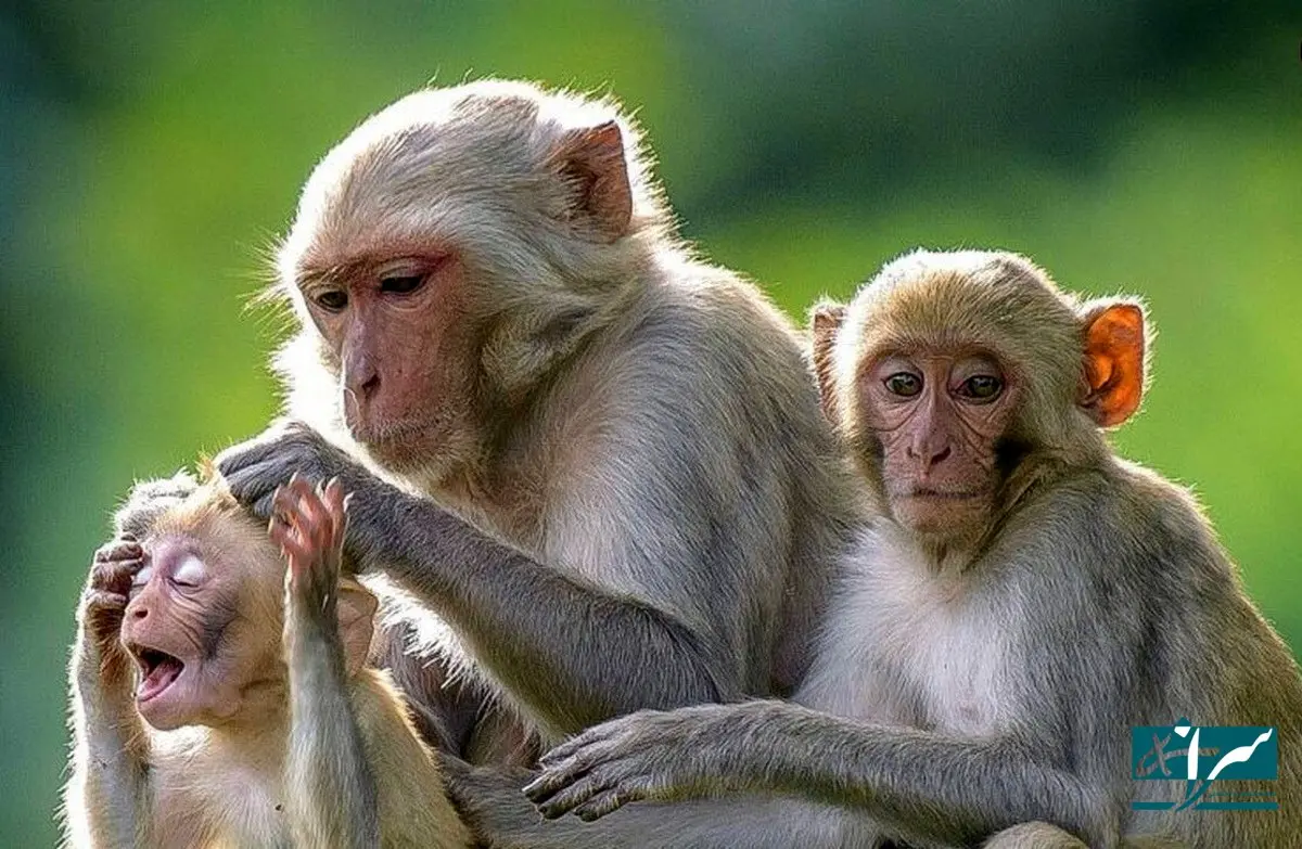 جدال نفس گیر میمون و تمساح + فیلم