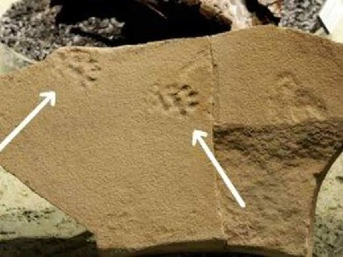 کشف ردپای اسرارآمیز ‌۲۹ میلیون ساله + عکس