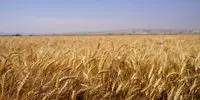 قیمت جدید خرید تضمینی گندم اعلام شد